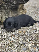 Cooper, a male Miniature Dachshund for sale in Hillsboro, OH – Photo 8 of 10