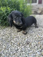 Cooper, a male Miniature Dachshund for sale in Hillsboro, OH – 7 of 10