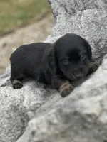 Cooper, a male Miniature Dachshund for sale in Hillsboro, OH – Photo 3 of 10