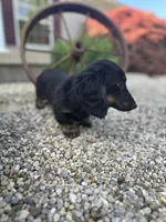 Cooper, a male Miniature Dachshund for sale in Hillsboro, OH – 6 of 10