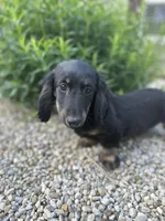 Cooper, a male Miniature Dachshund for sale in Hillsboro, OH – 3 of 10