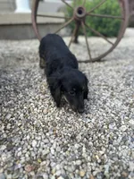 Cooper, a male Miniature Dachshund for sale in Hillsboro, OH – 10 of 10