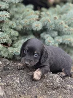 Cooper, a male Miniature Dachshund for sale in Hillsboro, OH – Photo 10 of 10