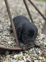Cooper, a male Miniature Dachshund for sale in Hillsboro, OH – Photo 4 of 10