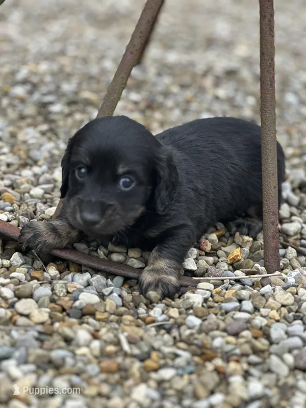 Cooper – Miniature Dachshund puppy for sale in Hillsboro, OH