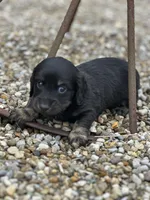 Cooper, a male Miniature Dachshund for sale in Hillsboro, OH – Photo 6 of 10