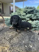 Cooper, a male Miniature Dachshund for sale in Hillsboro, OH – 9 of 10