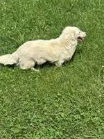 June, a female Miniature Dachshund for sale in Hillsboro, OH – 10 of 10