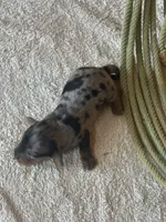 Slinky AKC, a male Miniature Dachshund for sale in Hillsboro, OH – 4 of 6