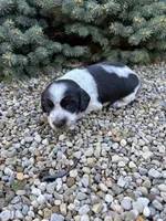 Charlie, a male Miniature Dachshund for sale in Hillsboro, OH – 5 of 10