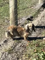Miss Lilly- AKC, a female Miniature Dachshund for sale in Hillsboro, OH – 3 of 3