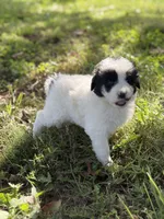 Sierra LGD, a female Anatolian Shepherd Dog and Maremma Sheepdog for sale in Hillsboro, OH – 6 of 10