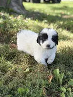 Sierra LGD, a female Anatolian Shepherd Dog and Maremma Sheepdog for sale in Hillsboro, OH – 3 of 10