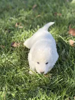 Bear LGD, a male Anatolian Shepherd Dog and Maremma Sheepdog for sale in Hillsboro, OH – 4 of 10