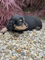 Bella AKC, a female Miniature Dachshund for sale in Hillsboro, OH – 3 of 10