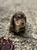 Coco AKC, a female Miniature Dachshund for sale in Hillsboro, OH – 2 of 10