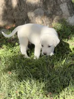 Storm LGD, a male Anatolian Shepherd Dog and Maremma Sheepdog for sale in Hillsboro, OH – 7 of 10