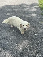 June, a female Miniature Dachshund for sale in Hillsboro, OH – 9 of 10