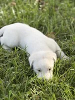 Duke LGD, a male Anatolian Shepherd Dog and Maremma Sheepdog for sale in Hillsboro, OH – 7 of 10