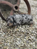 Charlie, a male Miniature Dachshund for sale in Hillsboro, OH – Photo 7 of 10