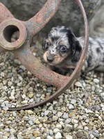 Charlie, a male Miniature Dachshund for sale in Hillsboro, OH – Photo 5 of 10