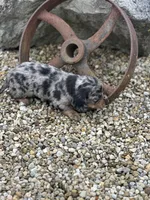 Charlie, a male Miniature Dachshund for sale in Hillsboro, OH – Photo 10 of 10