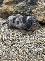 Charlie, a male Miniature Dachshund for sale in Hillsboro, OH – Photo 8 of 10