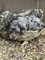 Charlie, a male Miniature Dachshund for sale in Hillsboro, OH – Photo 4 of 10