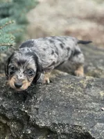 Charlie, a male Miniature Dachshund for sale in Hillsboro, OH – Photo 6 of 10