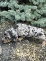 Charlie, a male Miniature Dachshund for sale in Hillsboro, OH – Photo 9 of 10