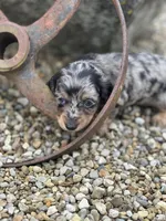 Charlie, a male Miniature Dachshund for sale in Hillsboro, OH – Photo 3 of 10