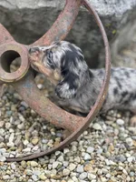 Charlie, a male Miniature Dachshund for sale in Hillsboro, OH – Photo 1 of 10