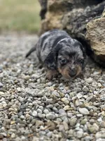 Charlie, a male Miniature Dachshund for sale in Hillsboro, OH – Photo 2 of 10