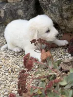 Yukon LGD, a male Anatolian Shepherd Dog and Maremma Sheepdog for sale in Hillsboro, OH – 4 of 9