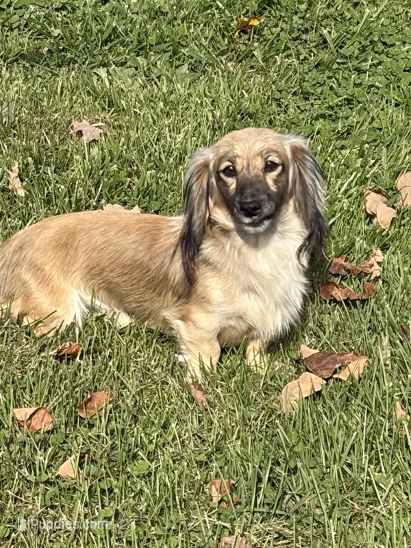 Miss Lilly- AKC – Miniature Dachshund puppy for sale in Hillsboro, OH