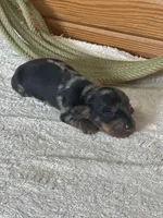 Taco AKC, a male Miniature Dachshund for sale in Hillsboro, OH – 4 of 6