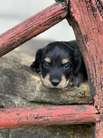 Mr. Wiggles AKC, a male Miniature Dachshund for sale in Hillsboro, OH – 1 of 10