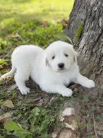 Samson LGD, a male Anatolian Shepherd Dog and Maremma Sheepdog for sale in Hillsboro, OH – 6 of 10