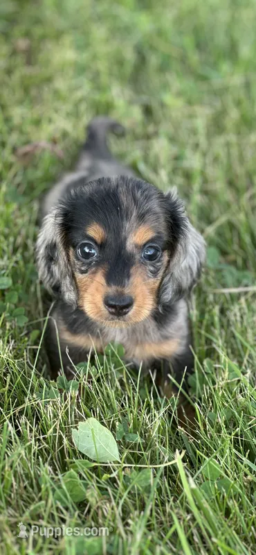 Slinky AKC – Miniature Dachshund puppy for sale in Hillsboro, OH