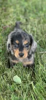 Slinky AKC, a male Miniature Dachshund for sale in Hillsboro, OH – 1 of 10