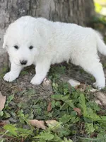 Bear LGD, a male Anatolian Shepherd Dog and Maremma Sheepdog for sale in Hillsboro, OH – 6 of 10