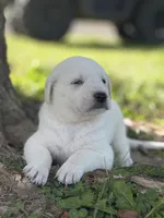 Willow LGD, a female Anatolian Shepherd Dog and Maremma Sheepdog for sale in Hillsboro, OH – 1 of 10