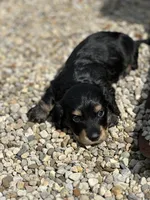 Mr. Wiggles AKC, a male Miniature Dachshund for sale in Hillsboro, OH – 7 of 10