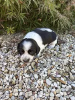Charlie, a male Miniature Dachshund for sale in Hillsboro, OH – 6 of 10