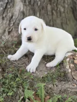 River LGD, a female Anatolian Shepherd Dog and Maremma Sheepdog for sale in Hillsboro, OH – 8 of 10