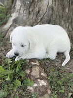 Willow LGD, a female Anatolian Shepherd Dog and Maremma Sheepdog for sale in Hillsboro, OH – 9 of 10