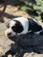 Charlie, a male Miniature Dachshund for sale in Hillsboro, OH – 7 of 10