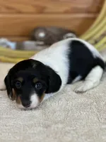 Minnie, a female Miniature Dachshund for sale in Hillsboro, OH – Photo 2 of 10