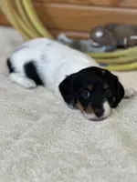 Minnie, a female Miniature Dachshund for sale in Hillsboro, OH – Photo 3 of 10