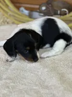 Minnie, a female Miniature Dachshund for sale in Hillsboro, OH – Photo 6 of 10